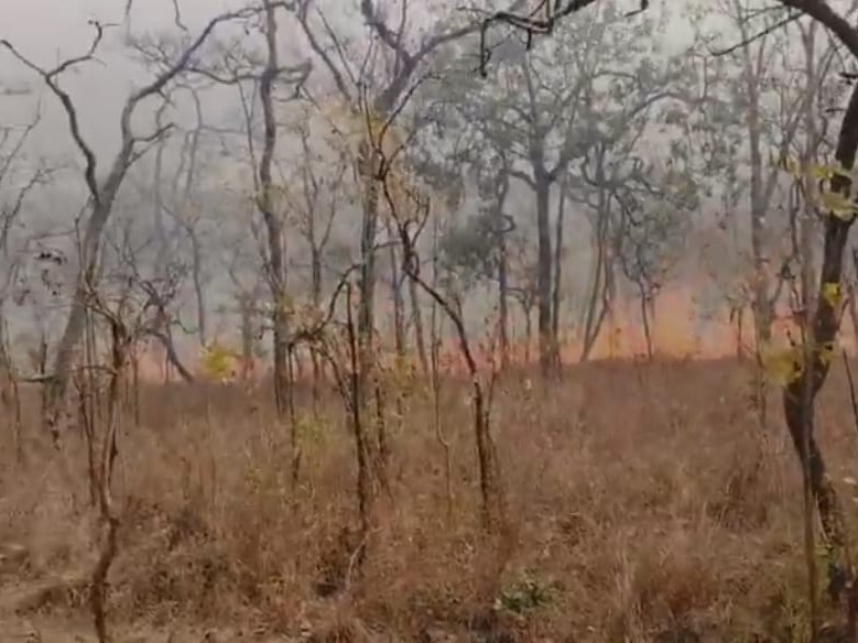 నల్లమల అటవీలో అగ్నిప్రమాదం..!