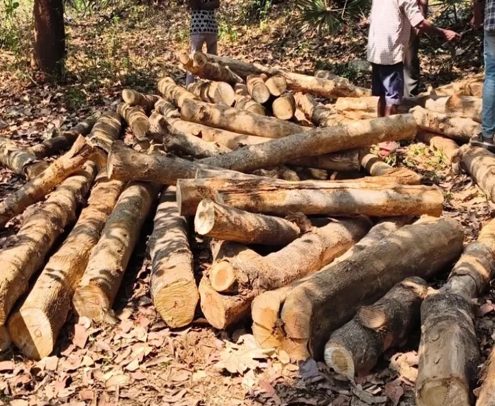 100 టేకు దుంగల పట్టివేత..!