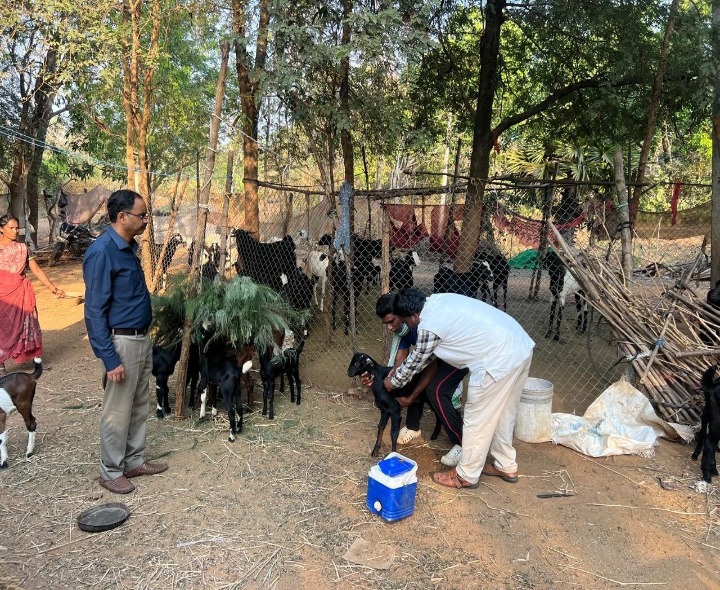 మేకలు గొర్రెలకు వ్యాధి నిరోధక టీకాలు