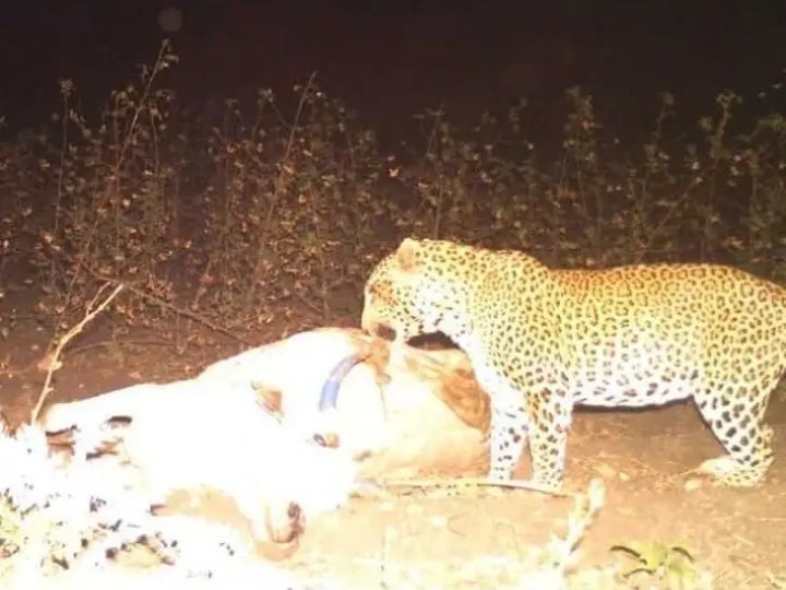 ఆవుపై చిరుత దాడి.. సీసీ కెమెరా ఫొటో