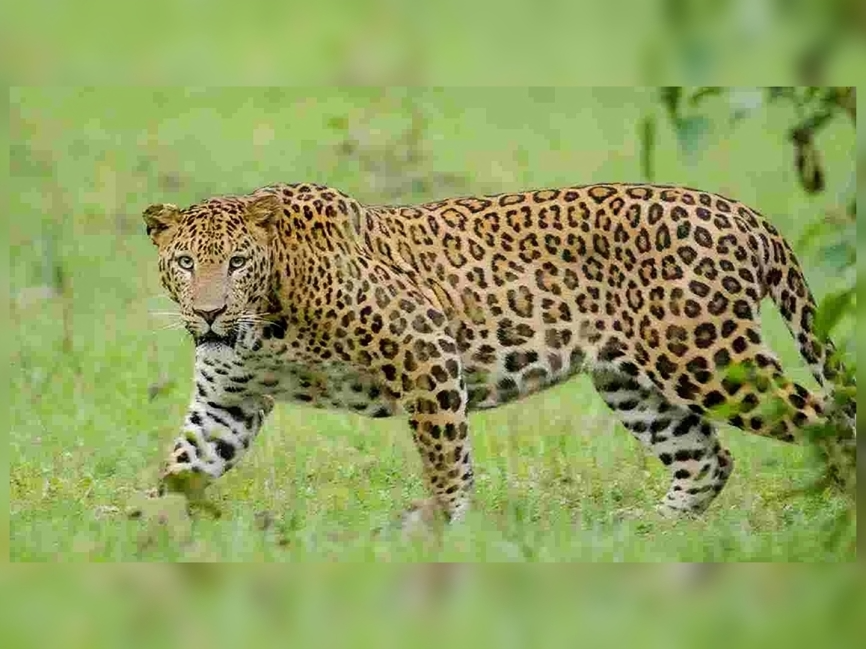 పెనుబల్లిలో చిరుత, ఎలుగుబంటి హల్‌చల్