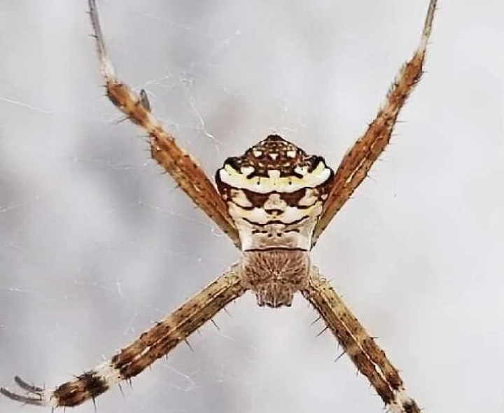 మనిషి రూపంలో సాలీ పురుగు దర్శనం