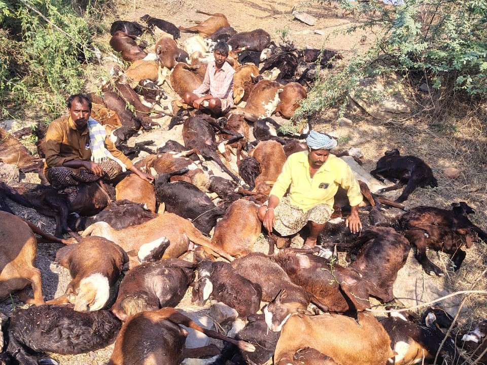 తొక్కిసలాటలో గొర్రెలు మృతి..!