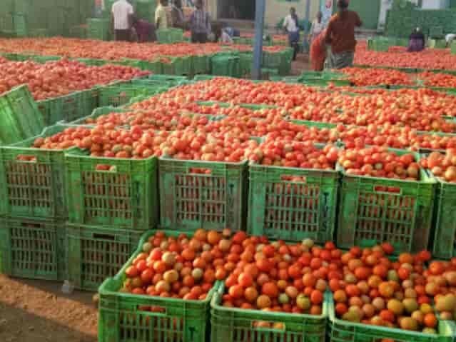 టమాటా ధరలు పతనం.. రైతుల్లో ఆందోళన..!