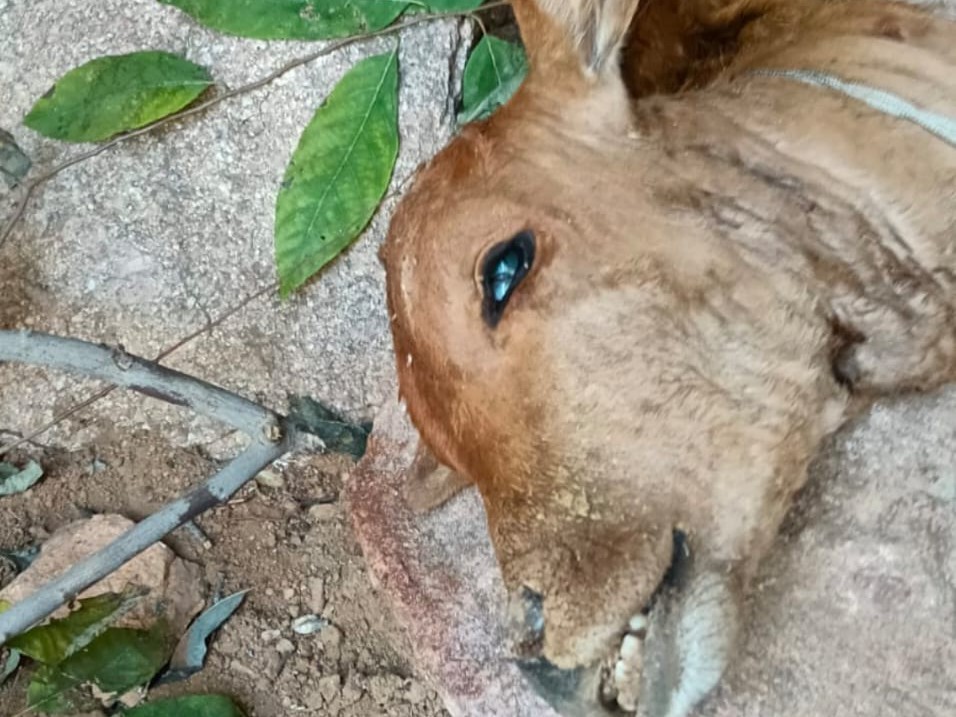 పులి సంచారం.. భయాందోళనలో స్థానికులు