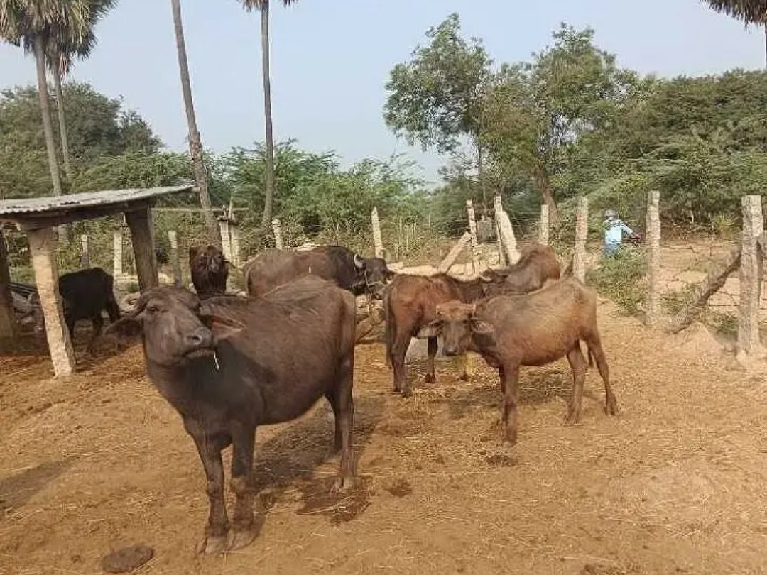 పశువులకు శాపంగా మారిన గాలికుంటు వ్యాధి
