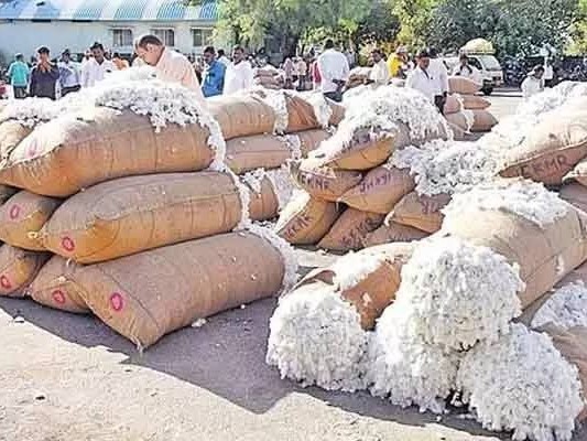 మార్కెట్‌లో రూ 7450 పలికిన పత్తి ధర
