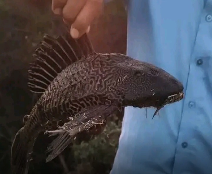 ఆకేరు వాగులో వింత రకం చేప లభ్యం