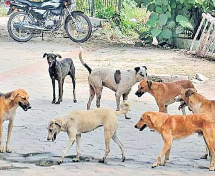 హడలెత్తిస్తున్న వీధి కుక్కలు