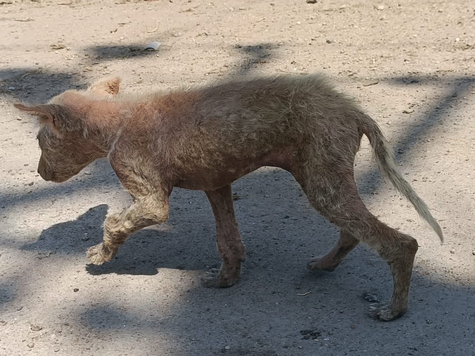 వీధి కుక్కల్లో వింత వ్యాధి.. ప్రజల ఆందోళన