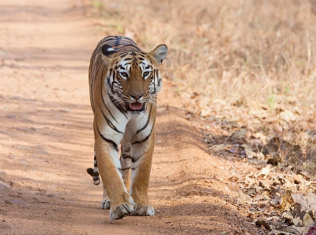 పోలవరం, కాకినాడ జిల్లాల్లో పెద్దపులి సంచారం