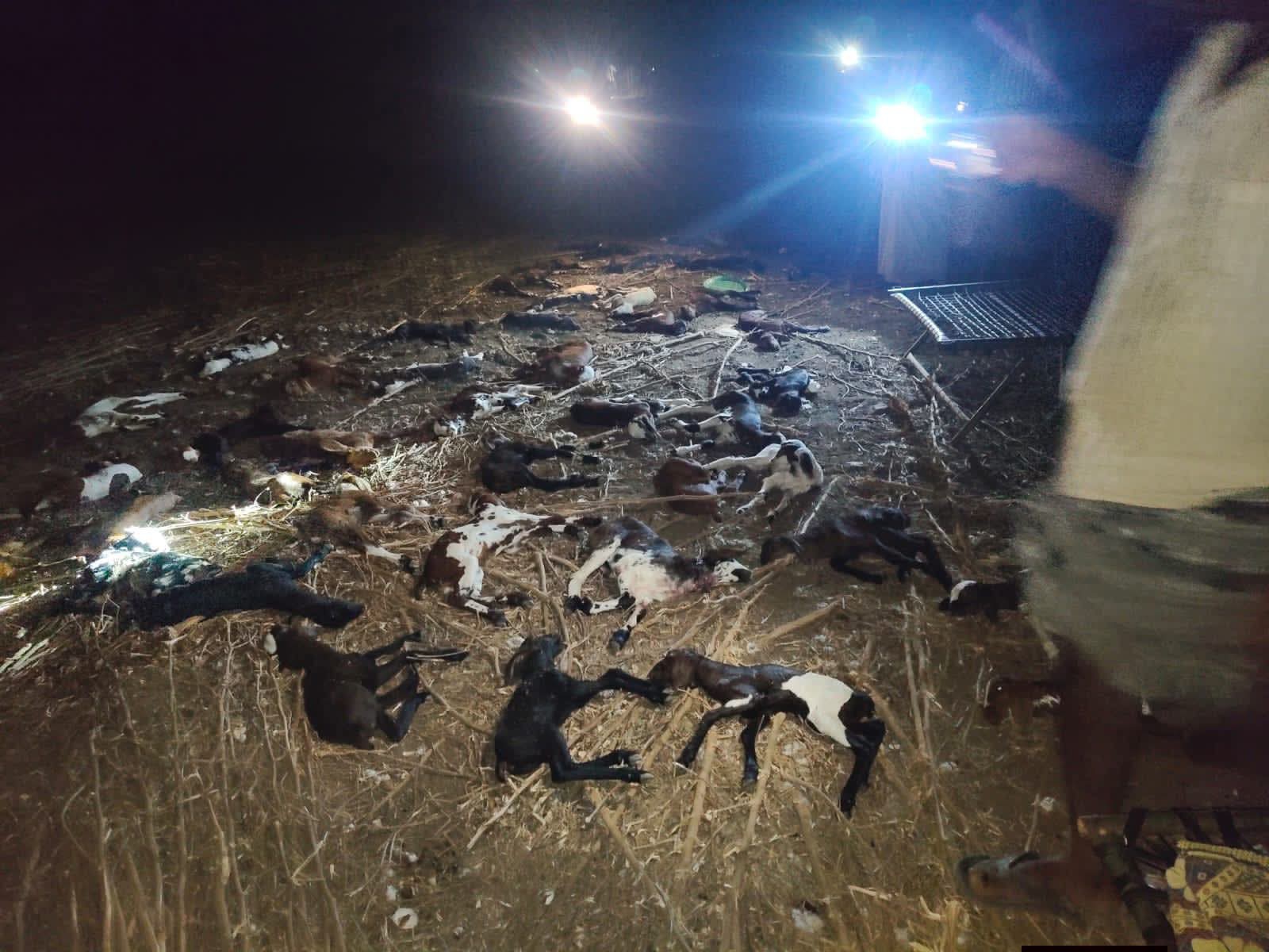 గొర్రెలు మృతి.. లక్షల్లో నష్టం..!