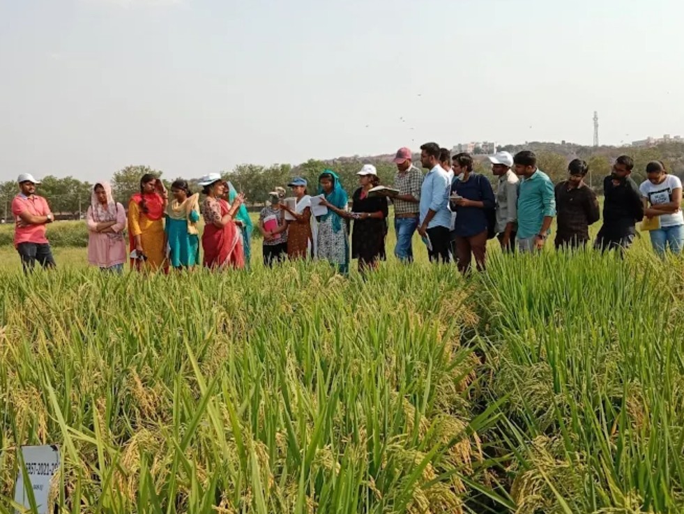 DRR ధాన్–75 వరి రకానికి ఫుల్ డిమాండ్.. IIRR కీలక నిర్ణయం