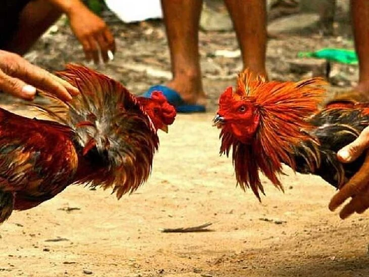 కోడి పందేల స్థావరంపై దాడి..  8 మంది అరెస్ట్