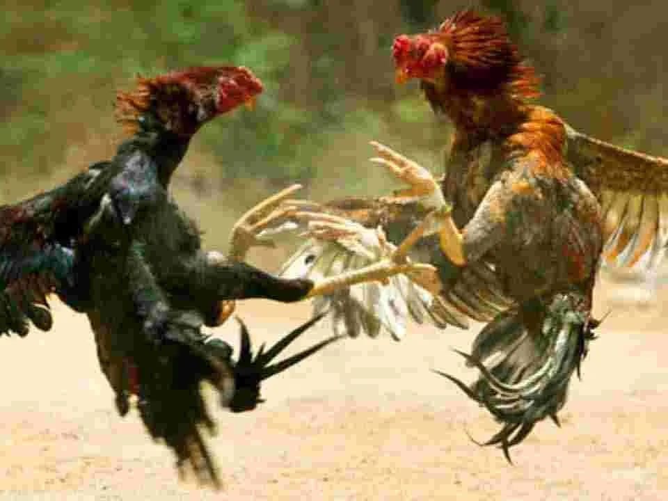 కోడిపందాల స్థావరంపై దాడి.. ఆరుగురు అరెస్ట్