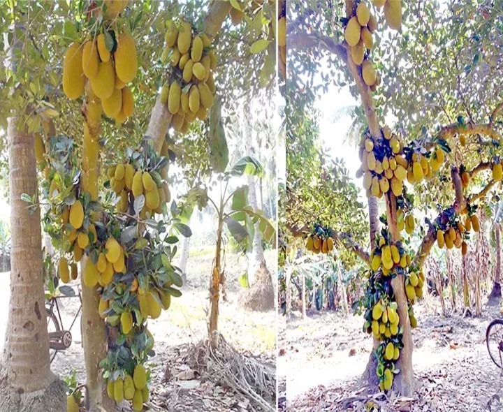 లేత పనసకాయలకు గిరాకీ..!