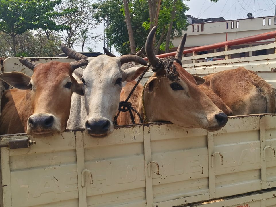 గోవుల అక్రమ రవాణా.. పోలీసులు పట్టివేత