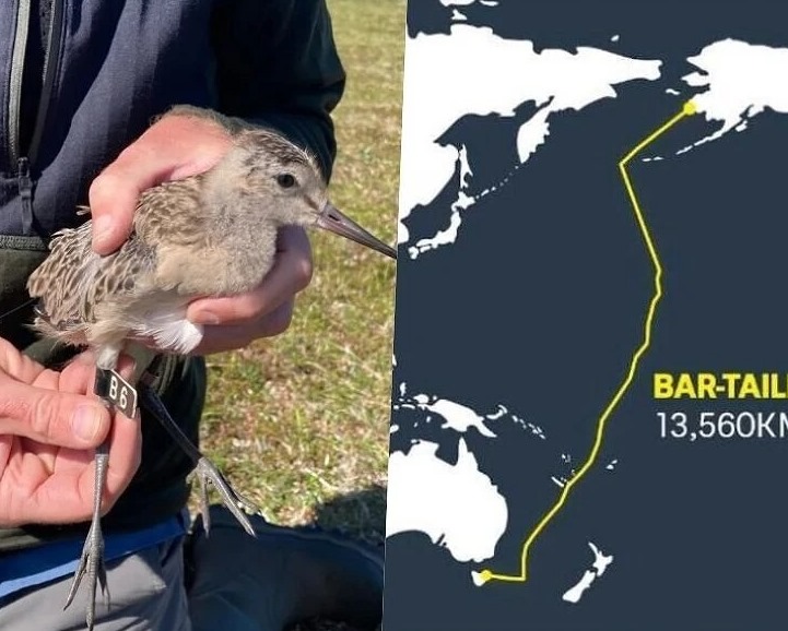 11 రోజుల్లో 13వేల కిలోమీటర్ల జర్నీ!