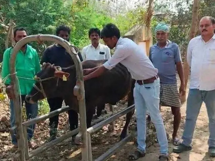 నేటి నుంచి పశువులకు ఉచితంగా టీకాలు