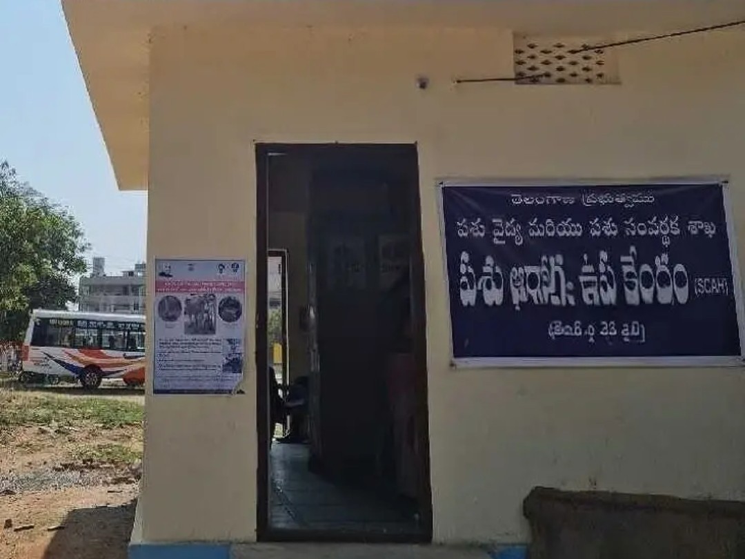 పశువులకు నేటి నుంచి గాలికుంటు టీకాలు