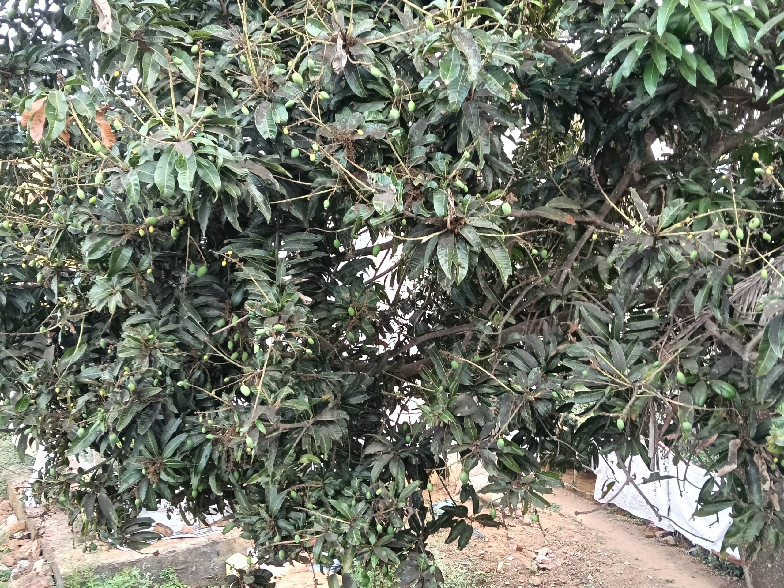 మామిడి పంటకు పొగ మంచు దెబ్బ