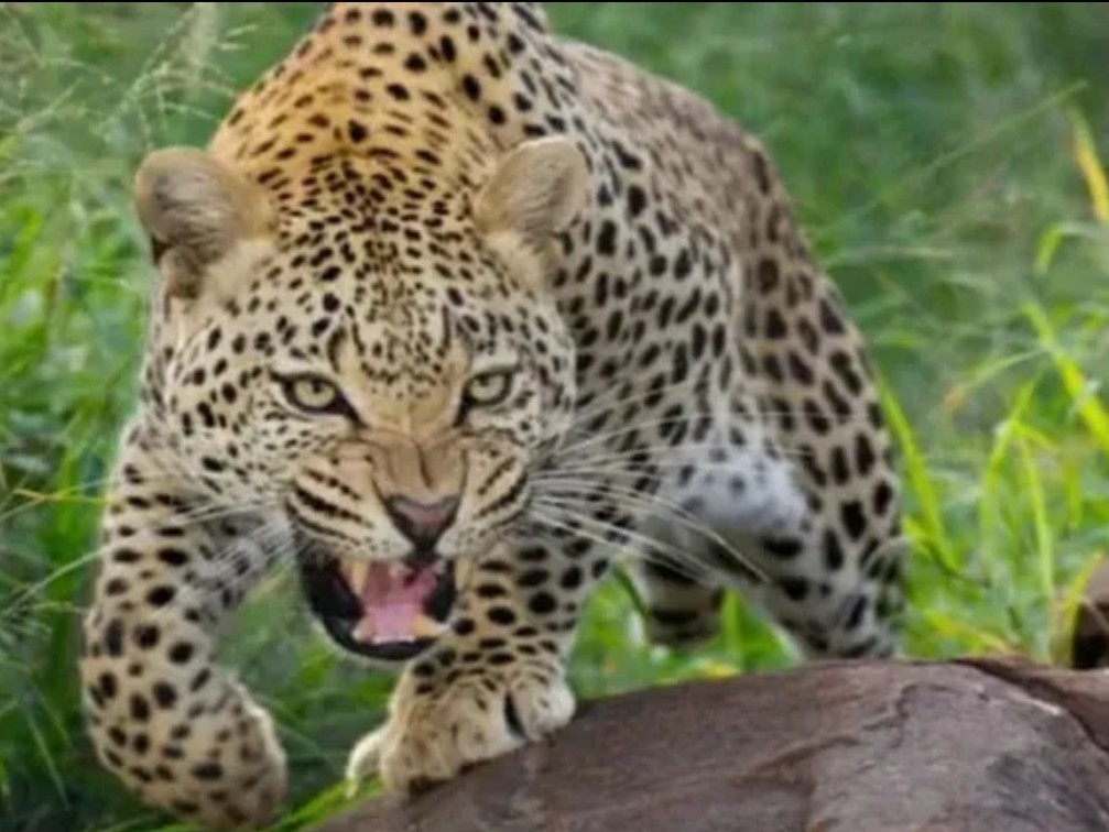 చిరుత కలకలం.. భయాంధోళనలో ప్రజలు..!