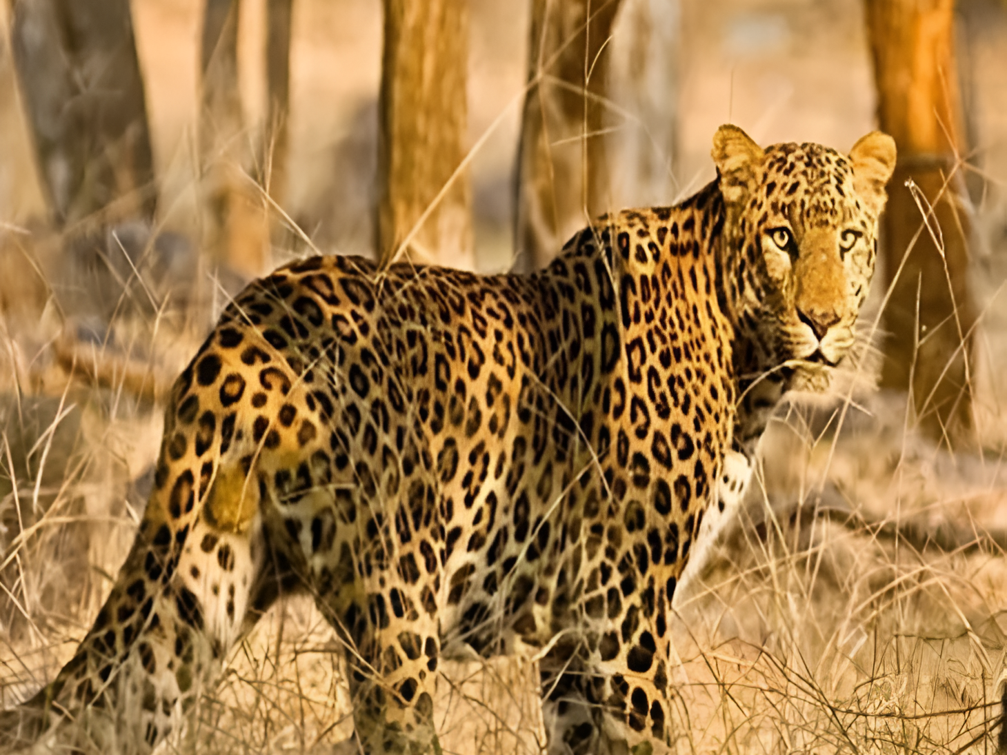 ఉమ్మడి చిత్తూరు జిల్లాలో వన్యమృగాల భయం