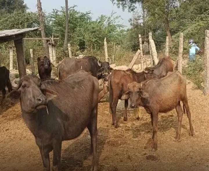 నేటి నుంచి పశువులకు గాలికుంటు నివారణ టీకాలు