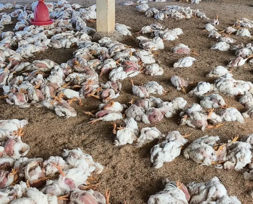 భారీగా కోళ్లు మృతి.. ఆందోళనలో రైతులు