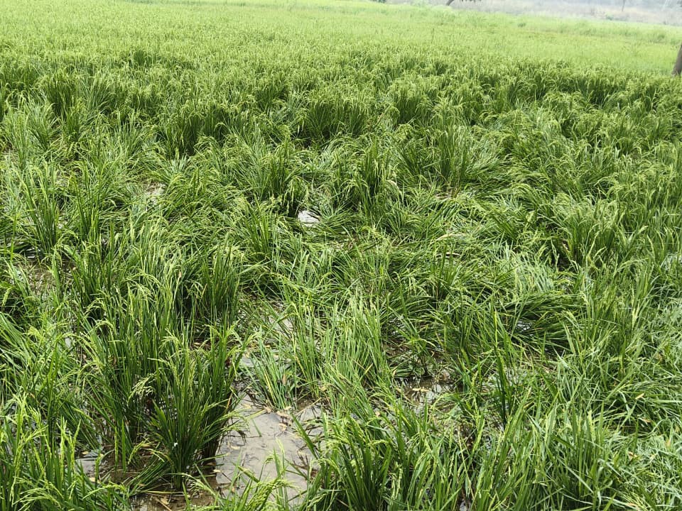 కోతుల బీభత్సం.. రైతుల ఆందోళన