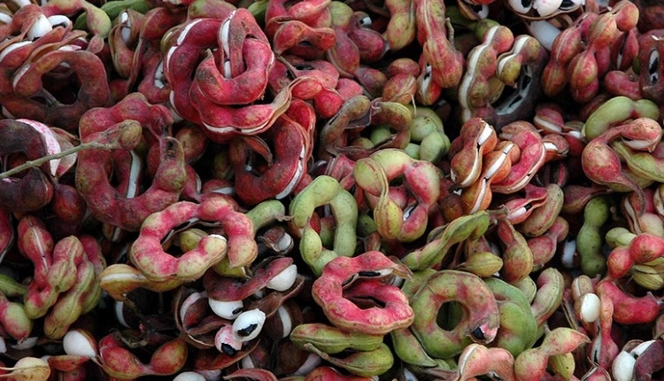 రోగాలను నయం చేసే గుబ్బకాయలు