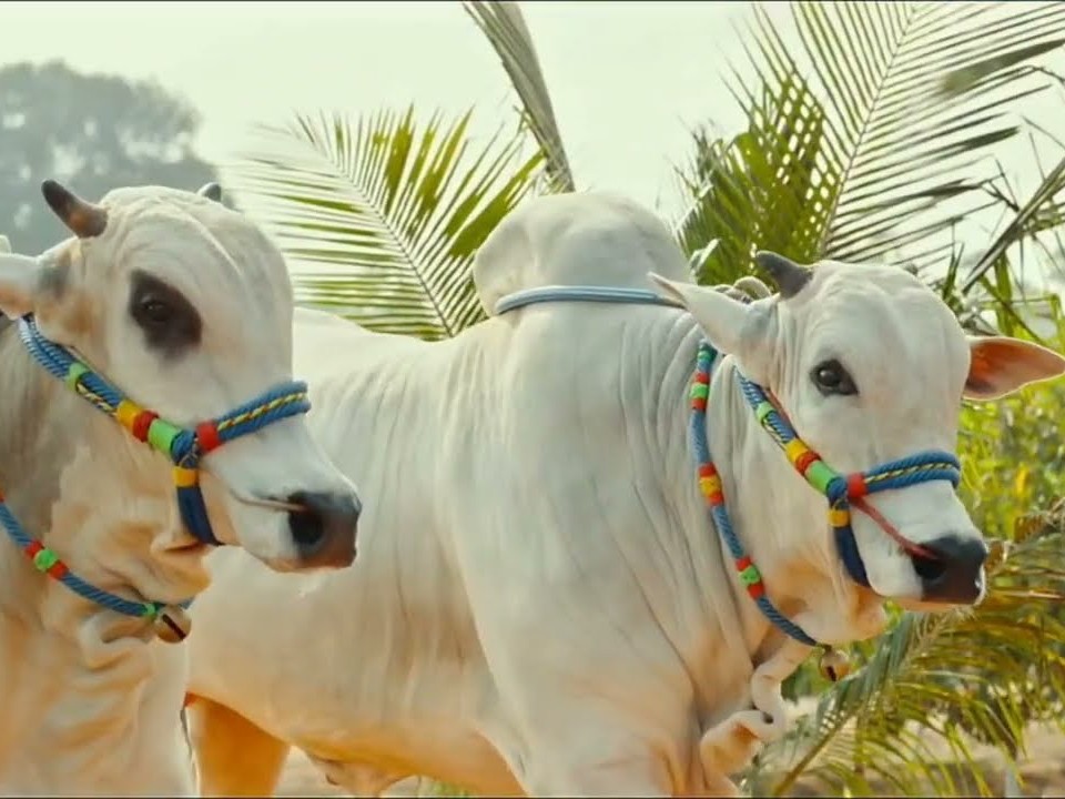 వెలుగొండలో రేపు ఎడ్ల పందేల పోటీలు