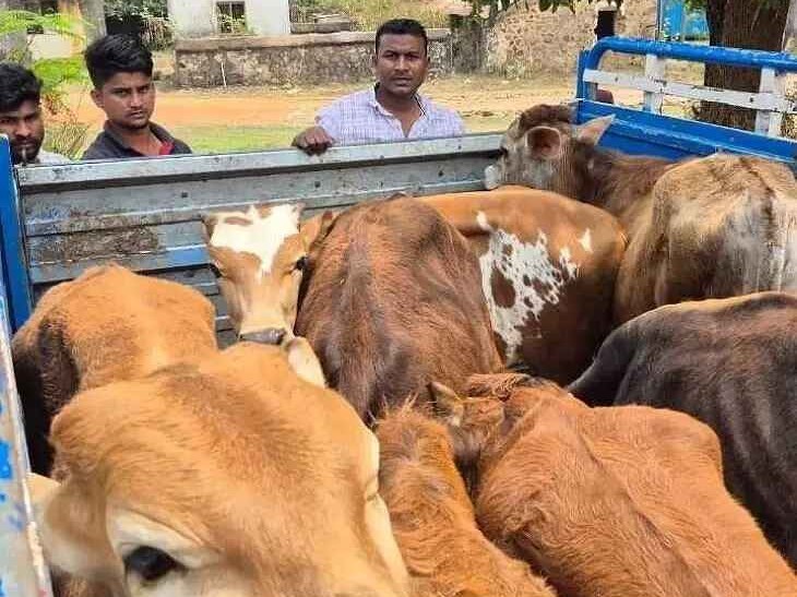 పశువుల అక్రమ రవాణా.. ఇద్దరు అరెస్ట్