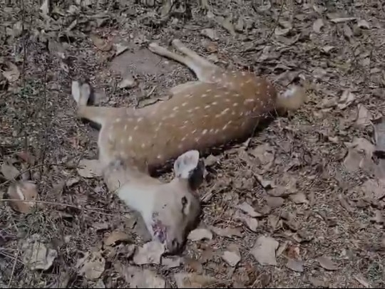 పాముకాటుకు గురై కొండగొర్రె మృతి