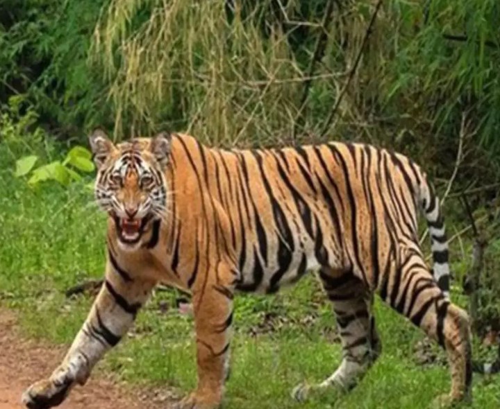 నిజామాబాద్ జిల్లాలో పెద్దపులి సంచారం