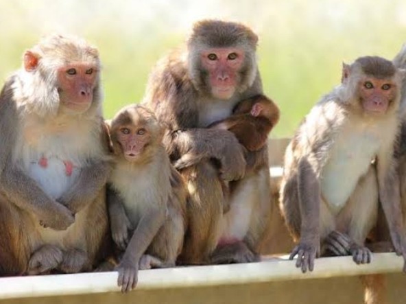 కోతుల బెడదతో ప్రజల ఇక్కట్లు