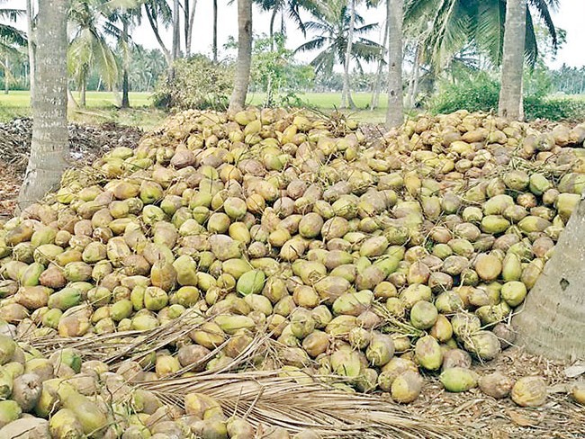 కొబ్బరికి కష్టకాలం.. పడిపోయిన ధర