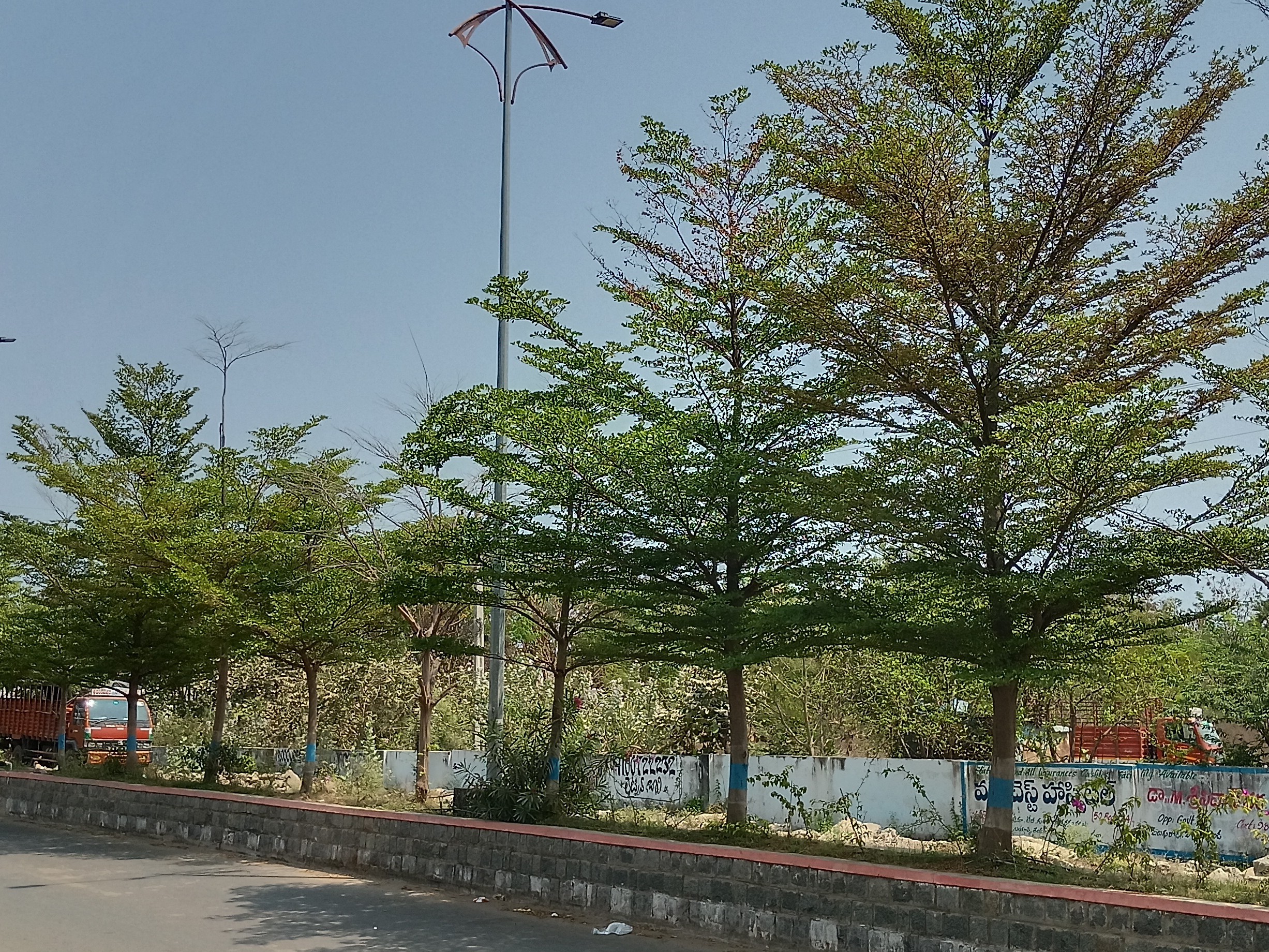 ‘కోనోకార్పాస్ చెట్ల పెంపకం… తొలగించని అధికారులు’