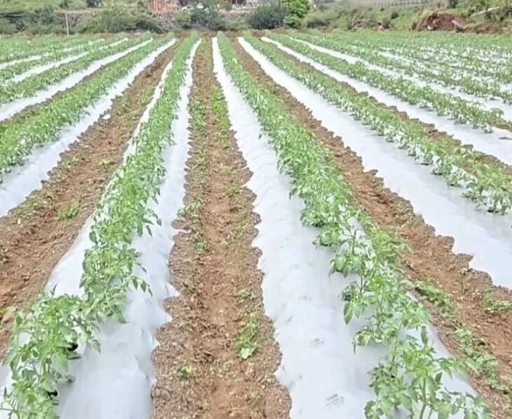 జిల్లాలో మల్చింగ్ పేపర్ ధరకు రెక్కలు