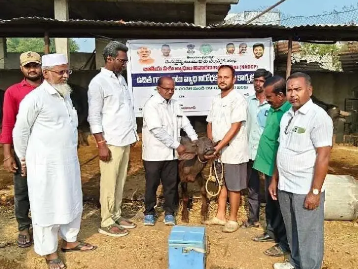 పశువులకు గాలికుంటు వ్యాధి నిరోధక టీకాలు