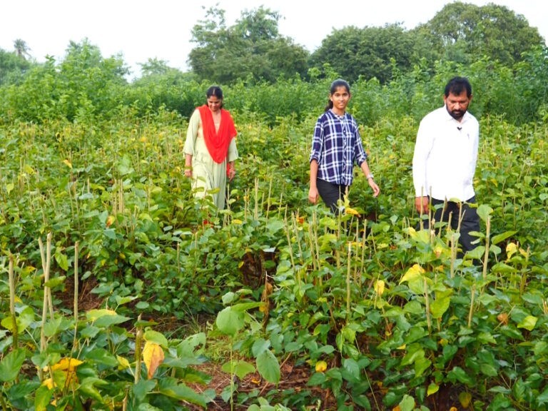 జిల్లాలో 2,569 ఎకరాల్లో పట్టు సాగు