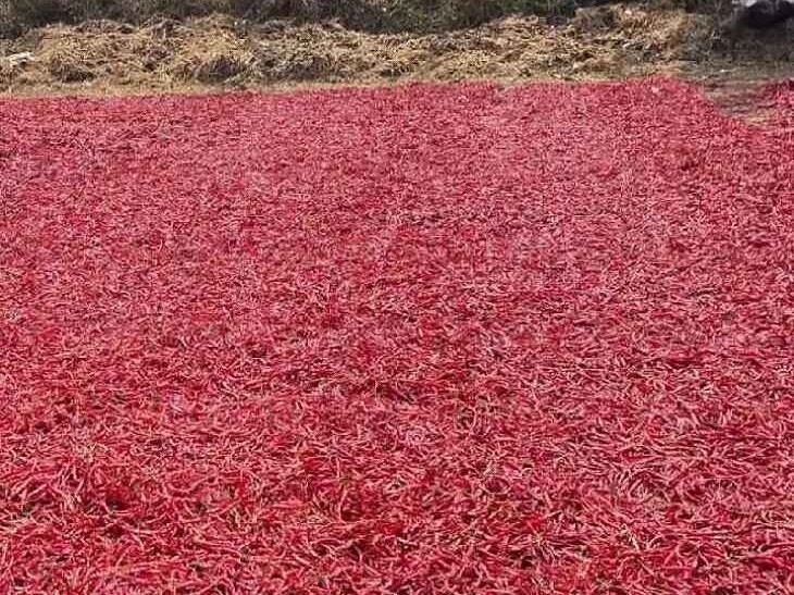 కల్లంలో ఆరబోసిన మిర్చి చోరీ