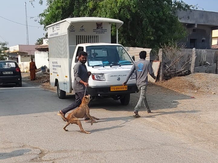 ఊర కుక్కల పట్టివేత