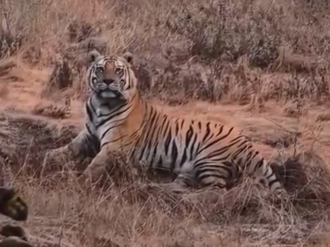 శివారులో టైగర్ గాండ్రింపు.. భయాందోళనలో ప్రజలు