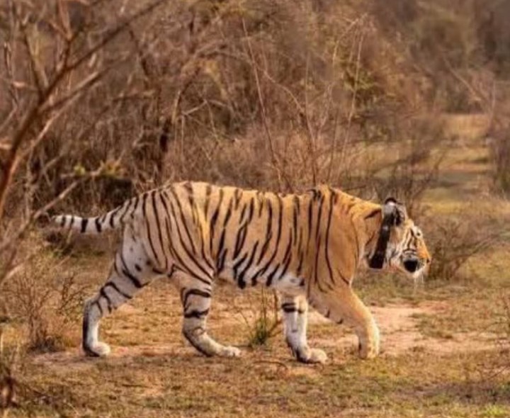 పులి కదలికలు.. భయాందోళనలో గిరిజనులు