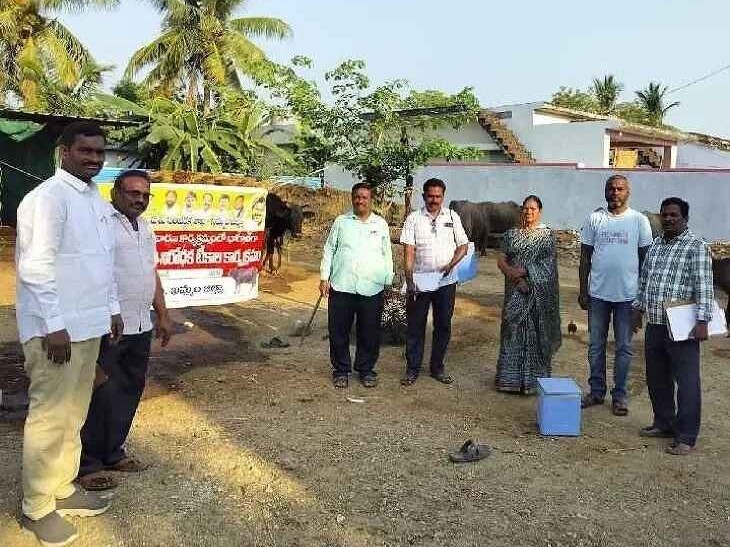 లింగన్నపాలెంలో పశువులకు గాలికుంటు టీకాలు