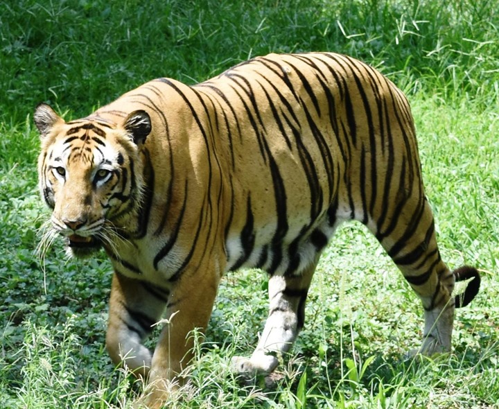 పెద్దపులి కలకలం.. భయాందోళనలో ప్రజలు