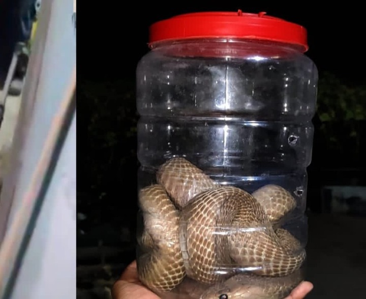 ఇంట్లోకి దూరిన నాగుపాము