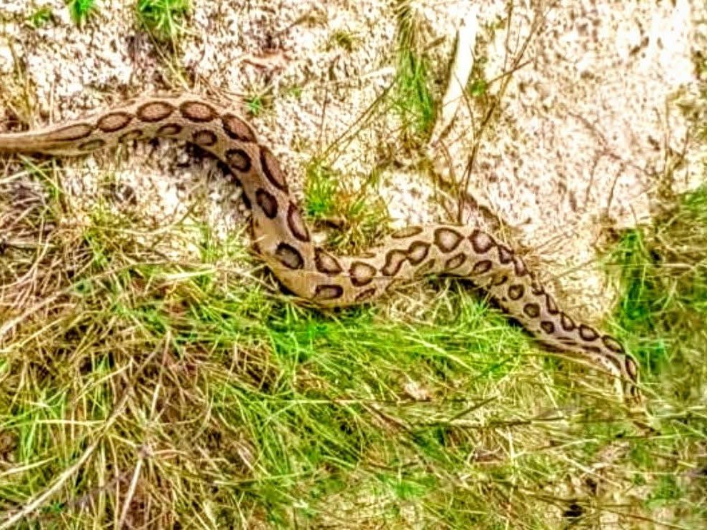 ఉద్యానవనంలో రక్త పింజరి కలకలం.. వలలు ఏర్పాటు