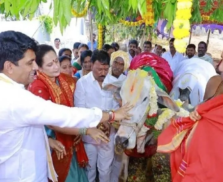 వైభవంగా గో-వృషభ కళ్యాణ మహోత్సవం